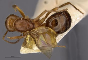 Media type: image;   Entomology 22724 Aspect: habitus dorsal view
